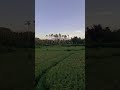 morning run #bali #ricefield