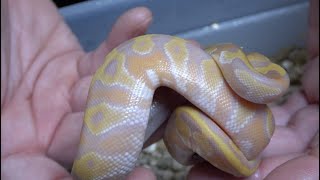 Ultramel Ball Python Clutch Updates! Profile