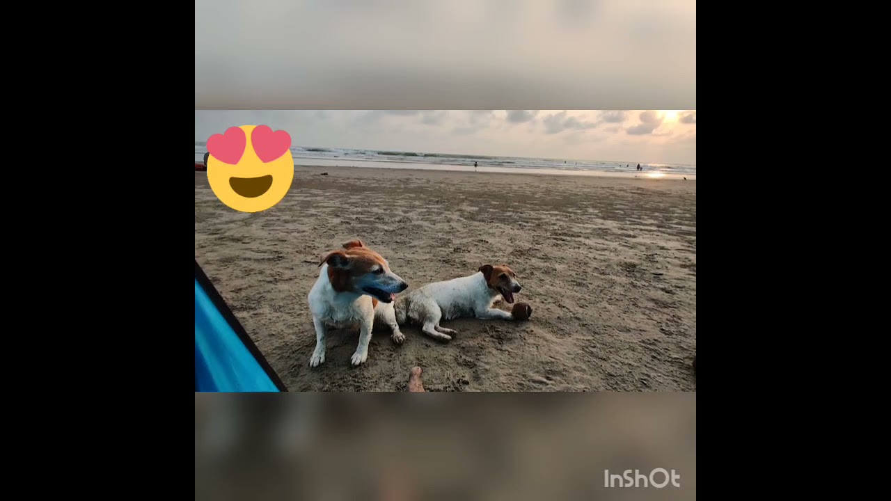 An evening at the 🏖️ with mom JRT  & baby JRT.