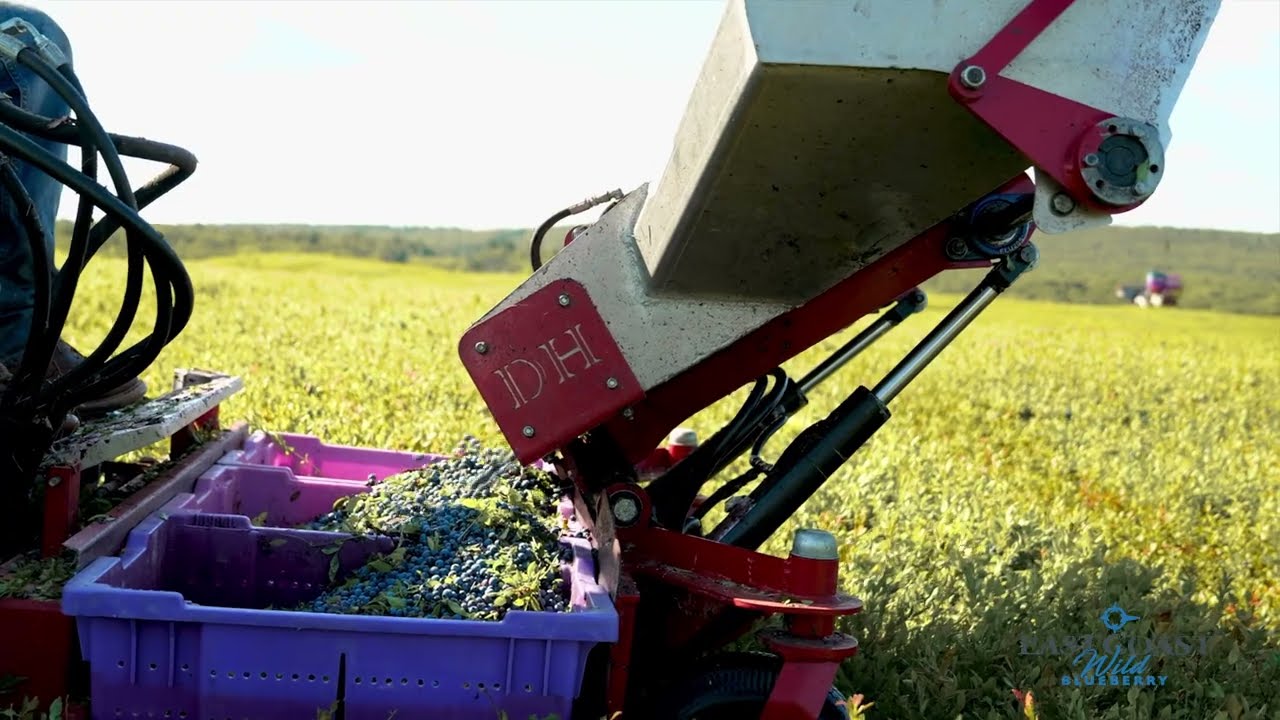 East Coast Wild Blueberry 2026