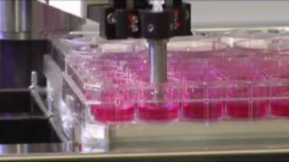 Automated isolation of stem cell colonies with the CellCelector (AVISO GmbH)