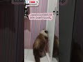 _berusaha masuk tapi gagal,. 😅 #catshorts #catvideos #mozzamam #kucinglucu #kucingcomel