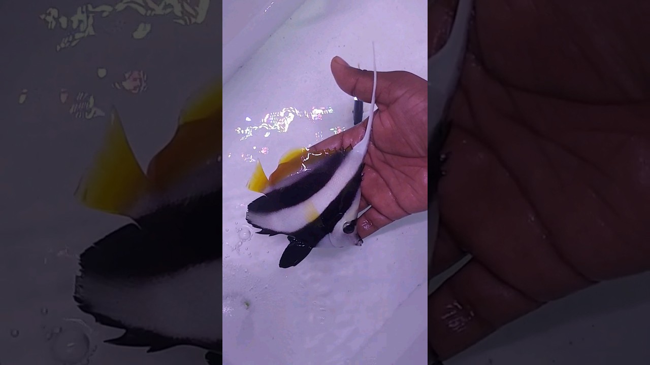 Beautiful wimple fish | marine fishes available in hyderabad | WhatsApp no: 6301016140 