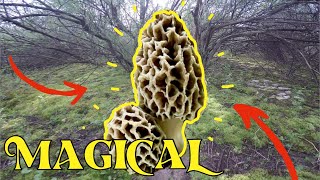 MAGICAL EXPLOSION | MOREL MUSHROOMS, #morels, #morelmushroomhunting, #foraging