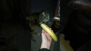 Cat maybe banana (read desc.)
