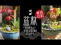 【ほぼ日盆栽育成日記 6/16】Bonsai breeding diary 初心者 bonsai trees for beginners ヒーリング healing リラックス Relaxing