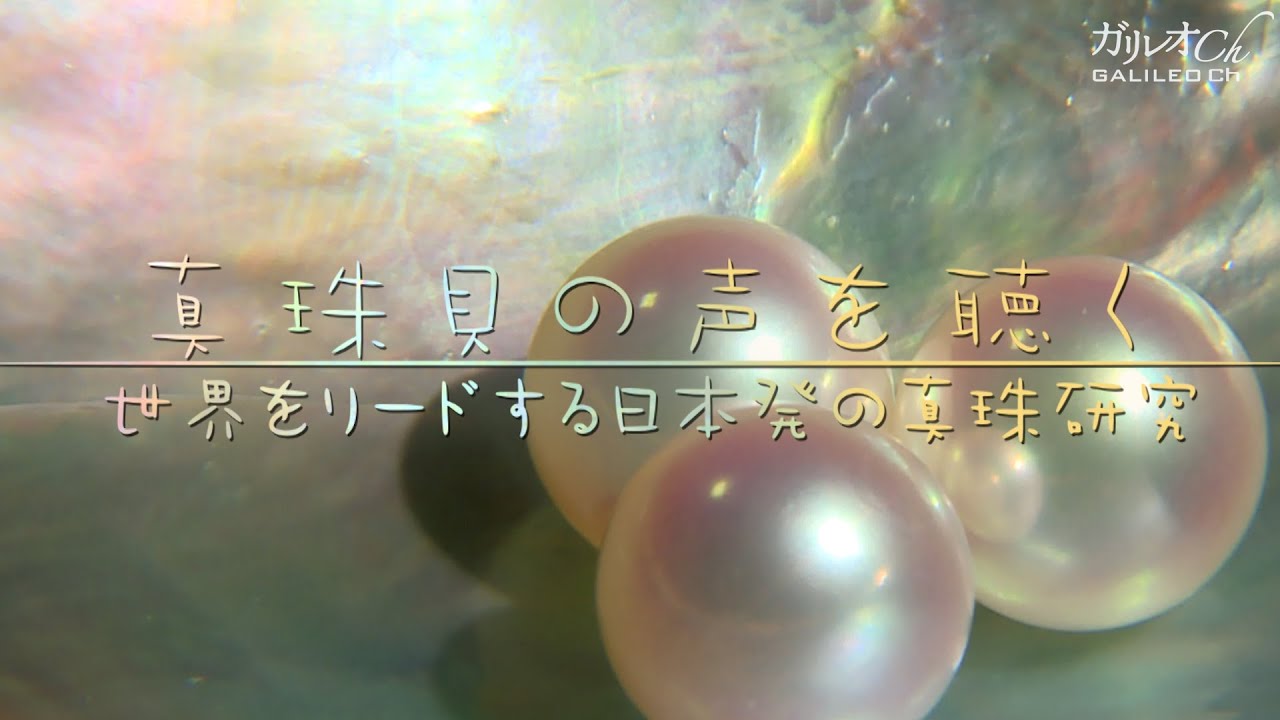 真珠貝の声を聞く　世界をリードする日本発の真珠研究 ｜ ガリレオX 第131回