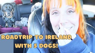 Roadtrip to ireland with 5 dogs in winter! by Cece Canino My Life With Dogs 30 views 5 months ago 5 minutes, 50 seconds