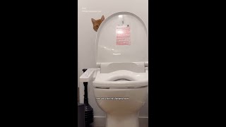 Litter Box Hacks @LitterRobot