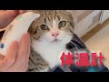 人の体温計で猫を測ってみた【シチズン 耳式体温計 CTD505】