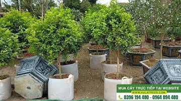 Bán cây nguyệt quế thoát thân dài và gốc to KHỦNG