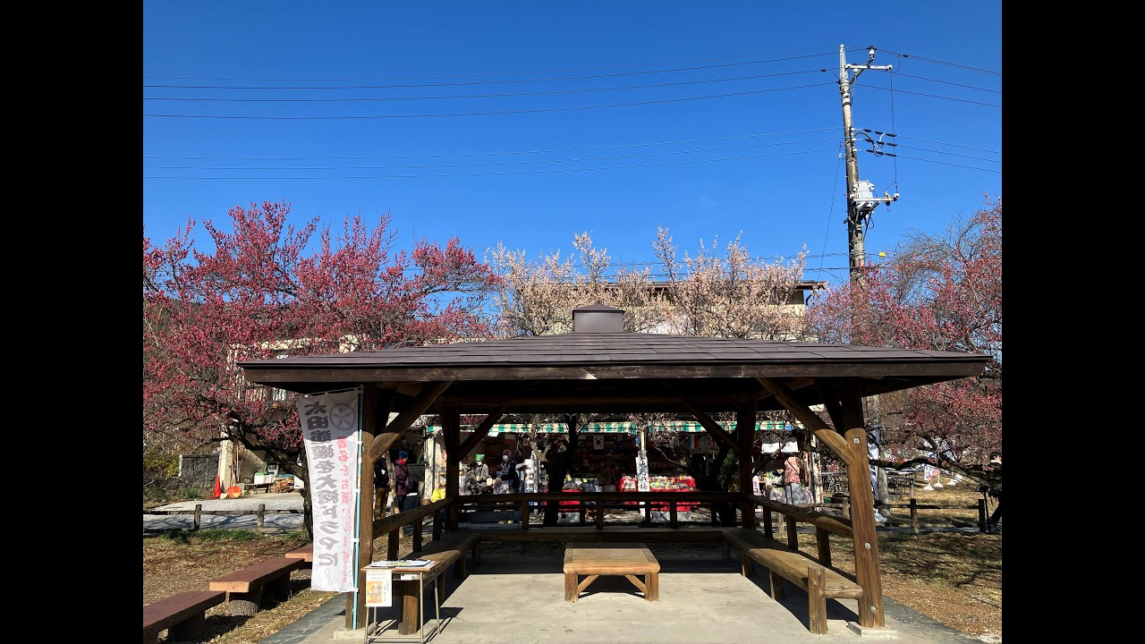 越生梅林　梅まつり（越生町）～早咲きで見頃を迎えた紅梅や白梅　2026年2月14日（土）15日（日）
