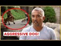 Can I help this AGGRESSIVE Dog ? (Cesar911 Shorts)