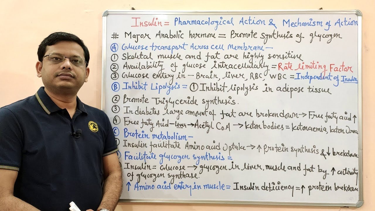 Diabetes Mellitus (Part-03) Insulin | Pharmacological Action & Mechanism of Action of Insulin