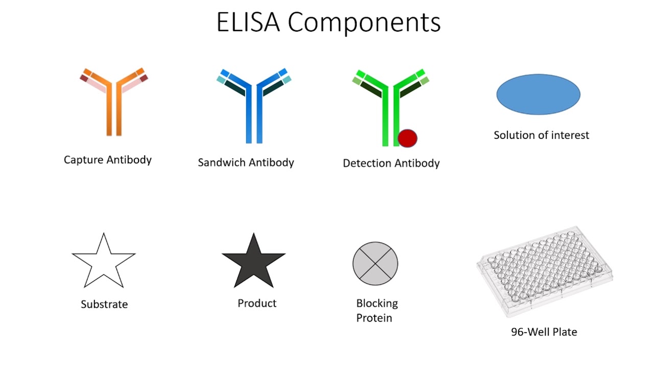 How do ELISAs work? The EnzymeLinked Immunosorbent Assay! YouTube