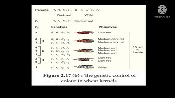 Polygene inheritance- kernel colour in wheat