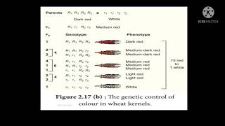 Celebrity Polygene inheritance- kernel colour in wheat Profile