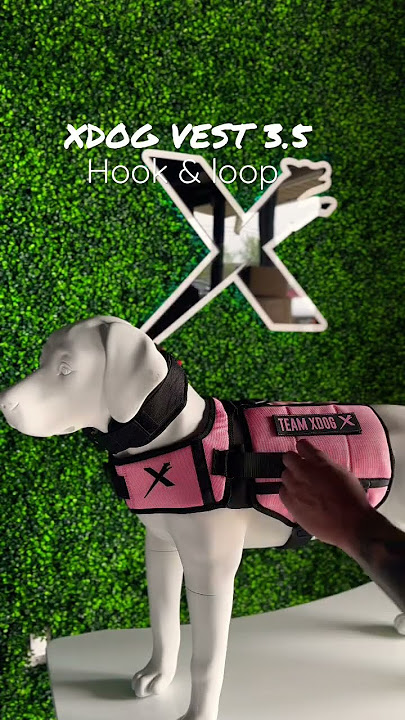 XDOG VEST 3.5 Reduce Tension On The Hook & Loop Feature! #xdog #pitbull #dogtraining #dog #bully