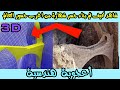 كيف تم بناء اغرب جسر في العالم جسر شهارة بطريقة 3danimation كيف تم بناء اغرب جسر في العالم جسر شهارة بطريقة 3danimation