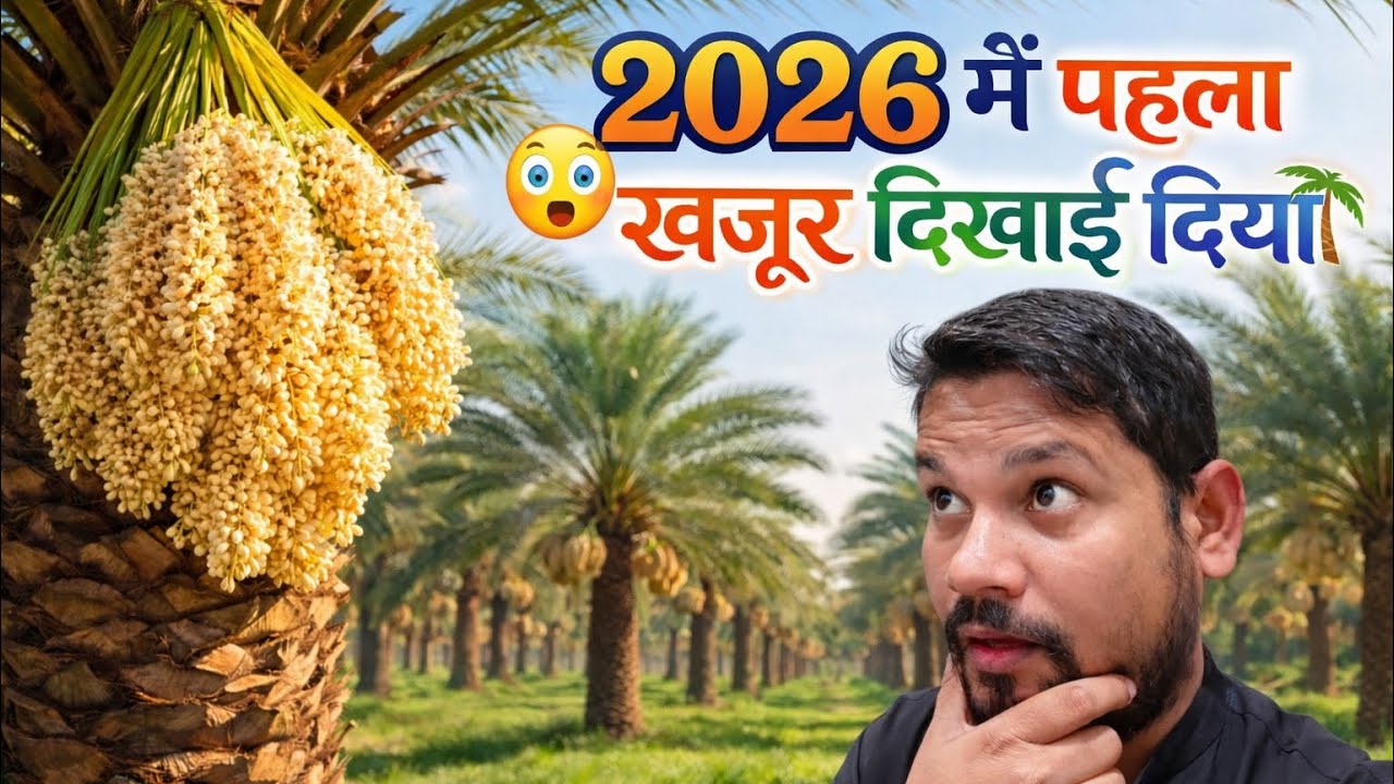 Saudi Arabia: 2026 Me Pahala Khajoor Dikhai Diya 😲🏝️