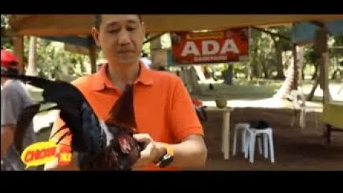 CHICKEN TALK: ANTON AGUILAR OF ANTON ADA GAMEFARM