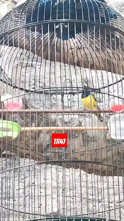 sogon nembak ciblek sambung lovebird #masteranburung #kicaumania #masteransogokontong #sogonmuda