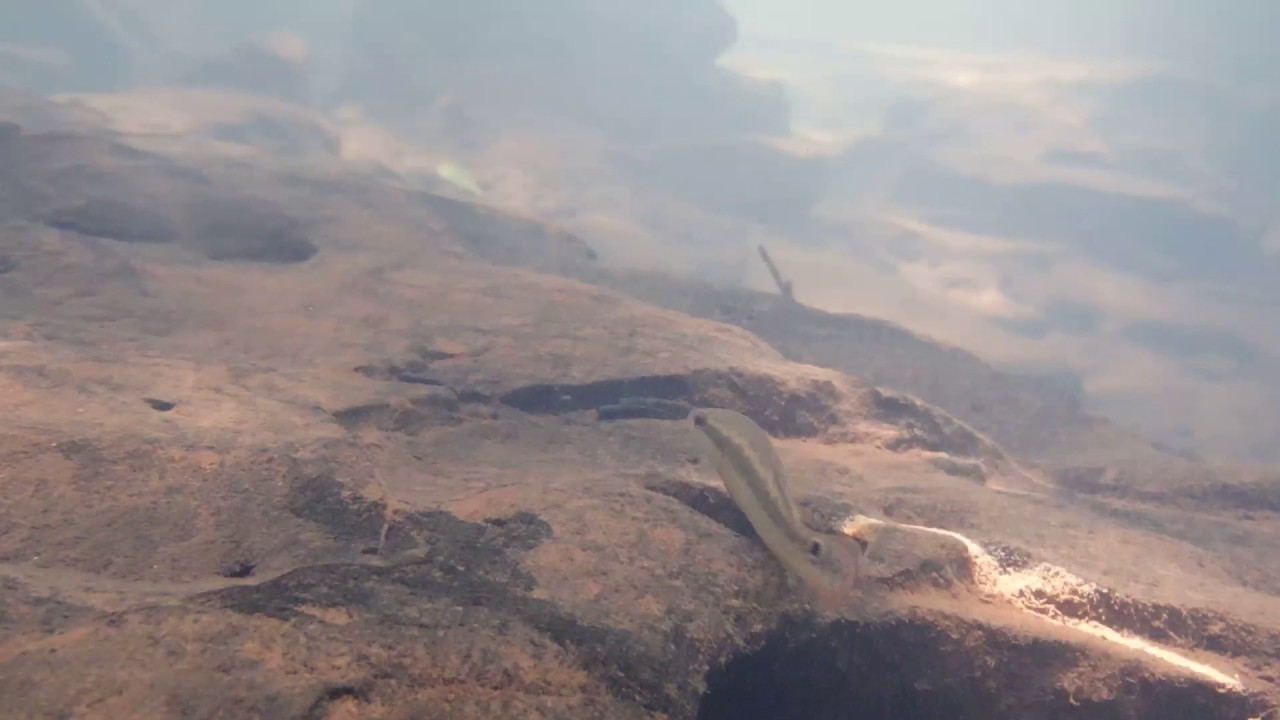 2 de marzo de 2017(1)