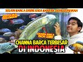 CHANNA BARCA TERBESAR DI INDONESIA! PANJANGNYA 70CM LEBIH! DISINI CICHLIDNYA LENGKAP BANGET! SULTAN!