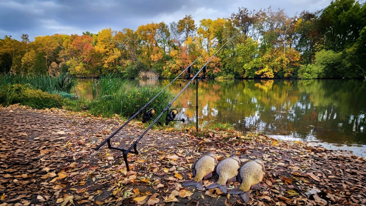 PESCUIT DE TOAMNĂ! OCTOMBRIE 2025! LA CRAP ȘI CUBULEȚ PE RÂUL NISTRU!