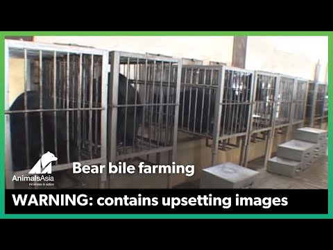 Animals Asia - Bear Bile Farming