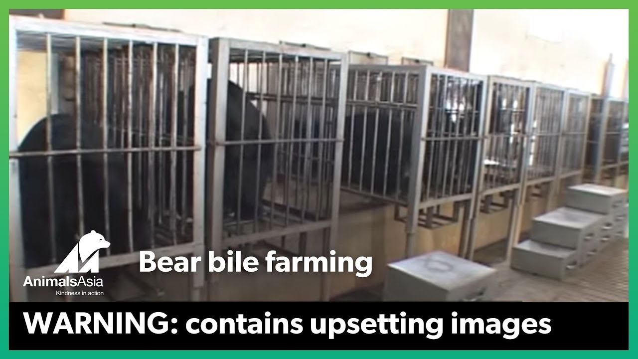 Animals Asia - Bear Bile Farming