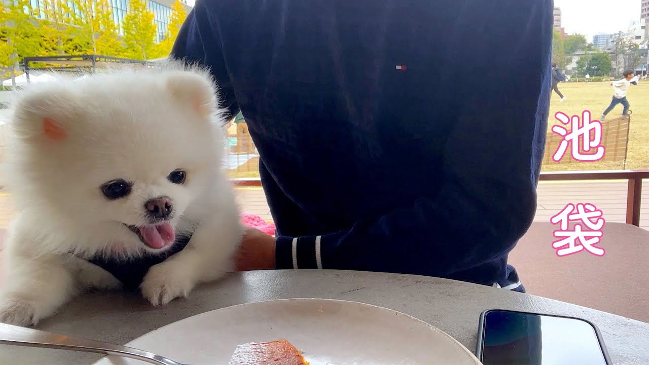 東京散歩】池袋で穏やかな時間を過ごす独身男とポメラニアンの休日