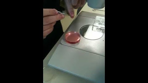 MicroSecure Vitrification Warming