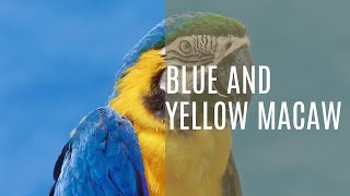 Symphony in Blue and Yellow: Ara Ararauna's Melodic Calls | Sounds of Nature For All 786