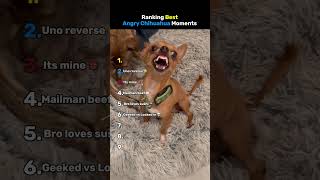 Ranking Best Angry Chihuahua Moments