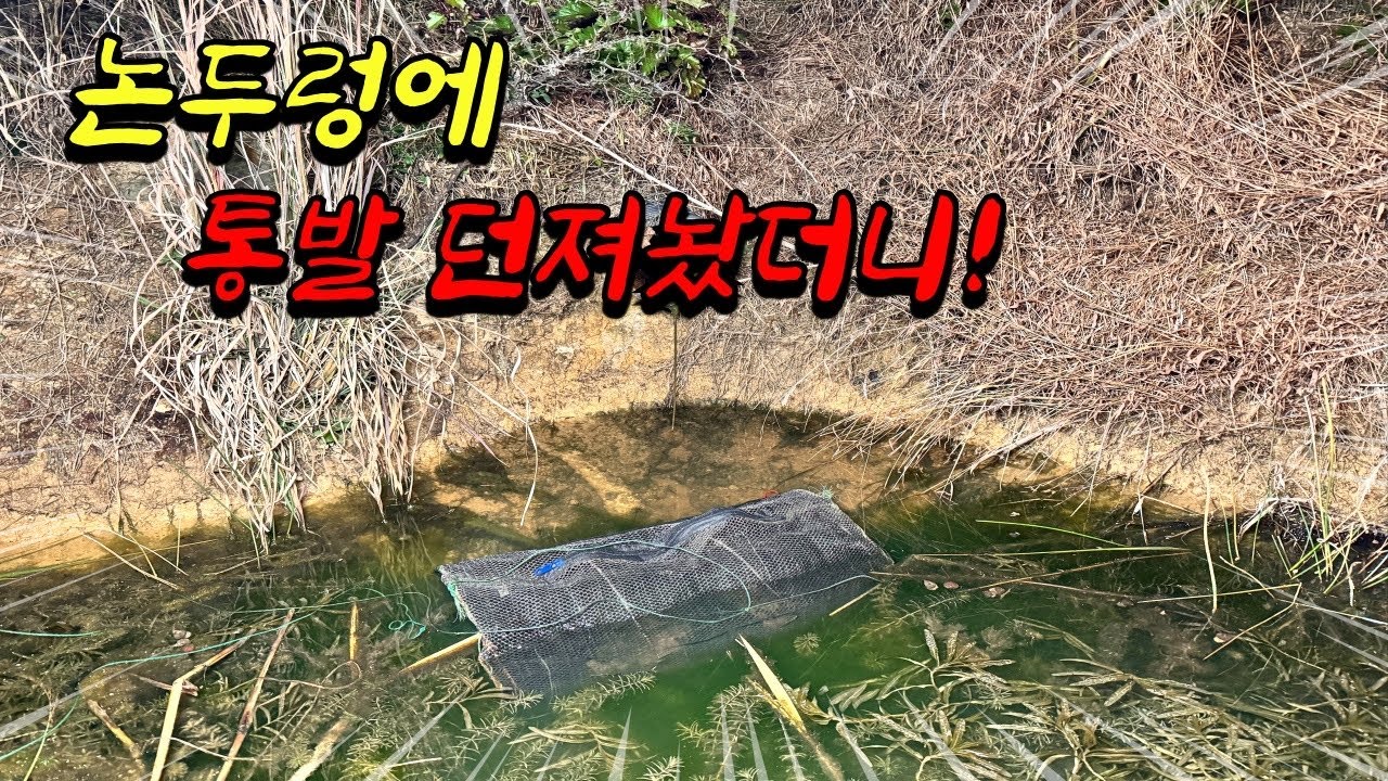 Давайте поймаем ловушкой питательную еду, которую любят все корейцы, на узкой рисовой гряде и съе...