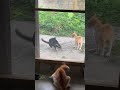 Cat battle in the morning. #cat #animal