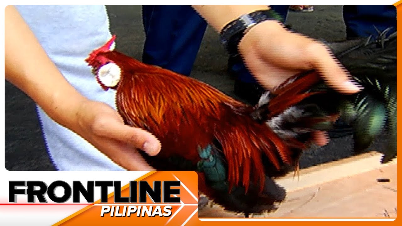 Nasa 500 imported na panabong na manok, hinarang sa NAIA | Frontline Pilipinas