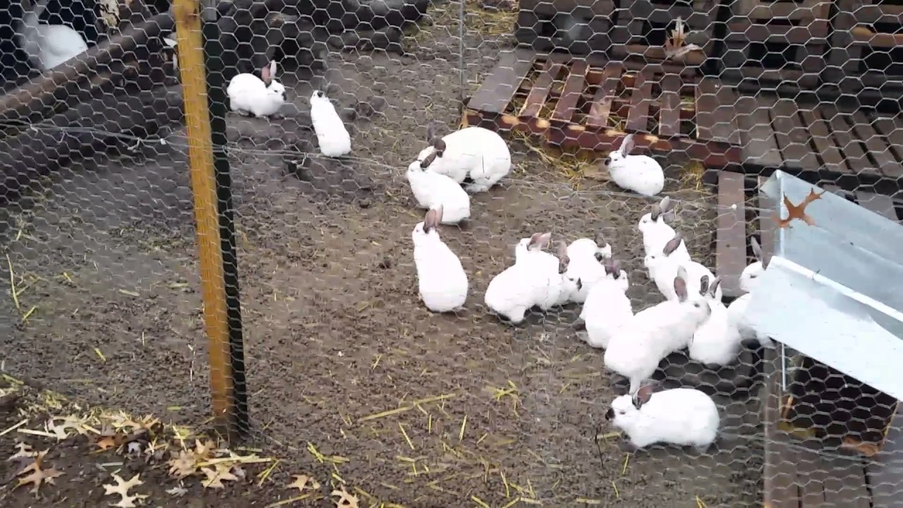 Seasons Greetings from the Peebles' Rabbit Colony! YouTube