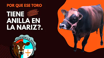 ¿Qué es un piercing de vaca?