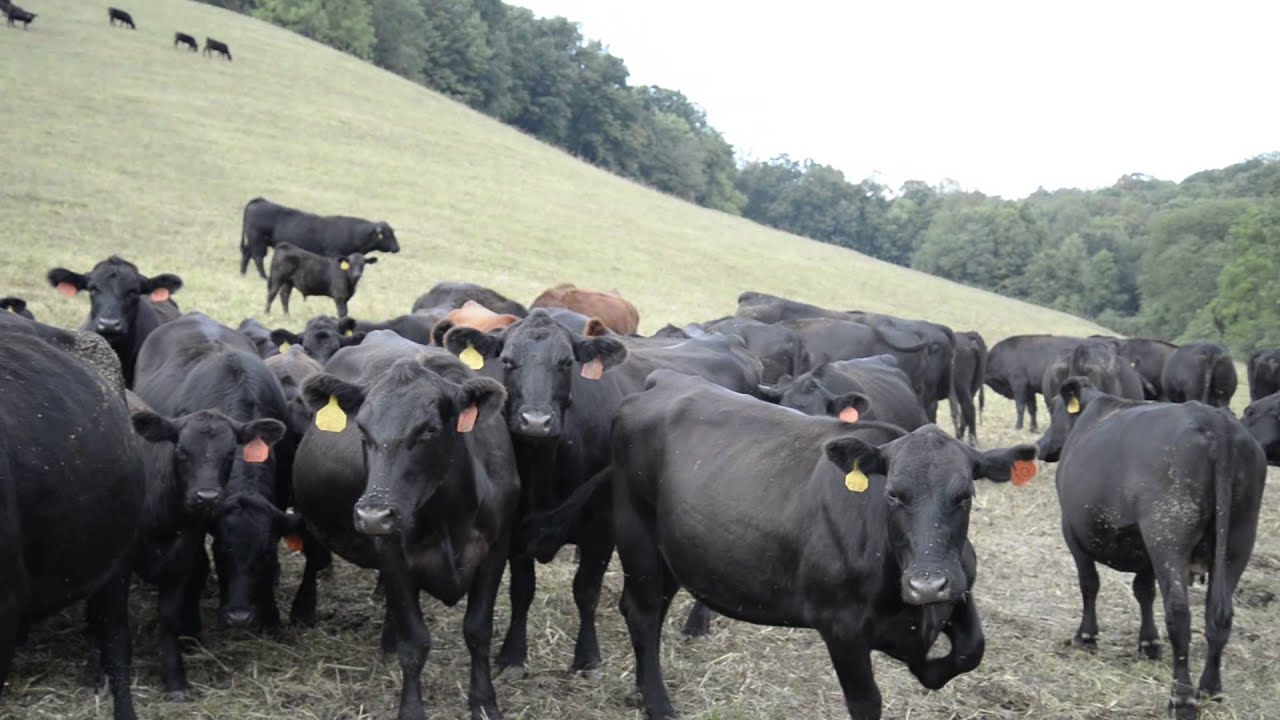 Meet Tuscarawas County Farmers YouTube