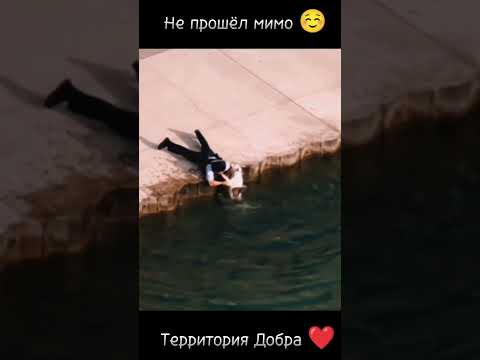 Спасение собаки #территориядобра #добрыедела #животные #собака #помощь #спасение