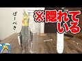 ビビりながらチラ見しまくるオカメインコ2020
