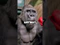 🦍 What’s Inside a Gorilla’s Mouth—Shocking Discovery... 😱 You Won’t Believe What Was Found! 💥