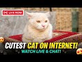 LIVE NOW: Cutest Cat on Internet 😺🐾