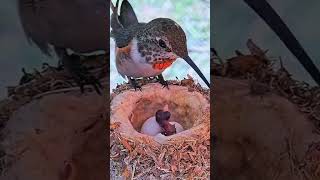 Burung penghisap madu