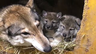 Детёныши ВОЛЭНДЫ в логове 🐺Парк северных Волков.