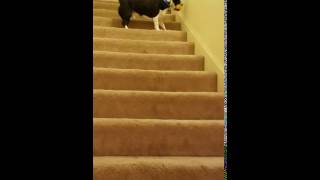 Jupiter The Dog Playing Fetch His Way.