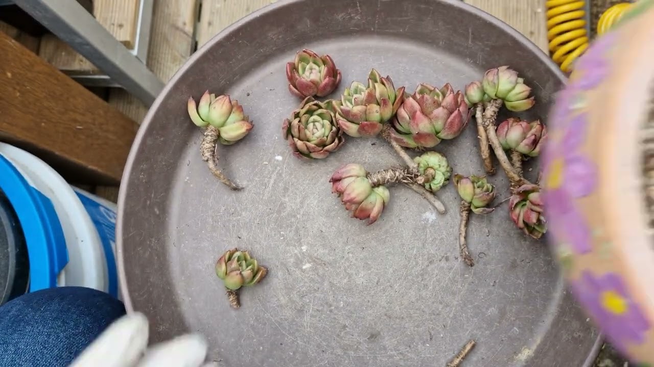 이름이 뭣이 중혀 이쁘면 그만이지인데 안이쁘요~😁😆😂 군생인아이 완전한 분리😢 라즈아가가 아닌거 같은 아이 분갈이~💛구독과좋아요 💛  