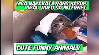 Mga Nakakatawang Hayop nag Viral sa Internet